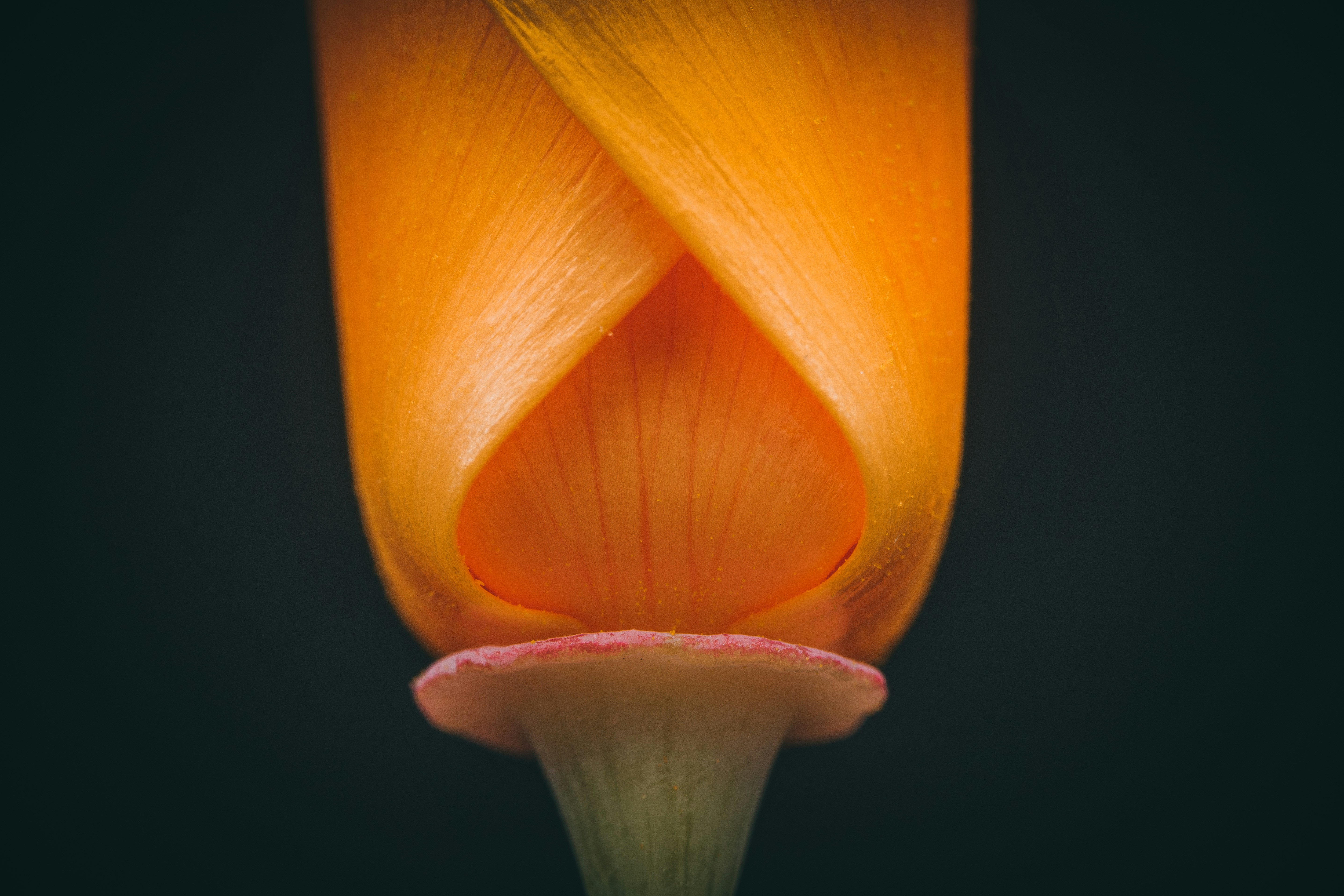 Orange flower